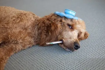 Cei stranuta de câine și snorts decât trata muci, nas infundat, tuse (de multe ori un câine strănută) Cei stranuta de câine și snorts decât trata muci, nas infundat si tuse