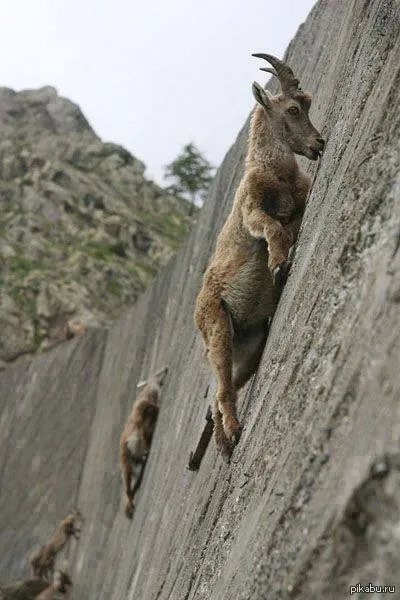 ovine și caprine haioase poze haioase de capre și oi, fotografii, desene, distractie cu berbeci sau distracție (imagini) ovine și caprine poze amuzante de capre și oi, fotografii, desene, distractie cu berbeci sau distracție Funny