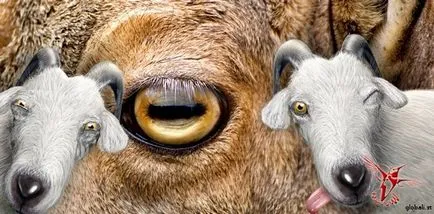 ovine și caprine haioase poze haioase de capre și oi, fotografii, desene, distractie cu berbeci sau distracție (imagini) ovine și caprine poze amuzante de capre și oi, fotografii, desene, distractie cu berbeci sau distracție Funny