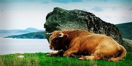 Interpretare vis ucide un taur la care visează să omoare un taur într-un vis (interpretare de vis) Vis Interpretarea ucide un taur care a vis de a ucide un taur într-un vis