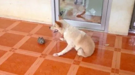Câine fără picioarele din spate este izbitoare în setea sa de viață