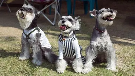 câine Schnauzer descriere rasă, fotografii, prețul de pui, comentarii