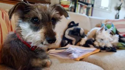 câine Schnauzer descriere rasă, fotografii, prețul de pui, comentarii