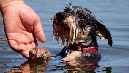 câine Schnauzer descriere rasă, fotografii, prețul de pui, comentarii