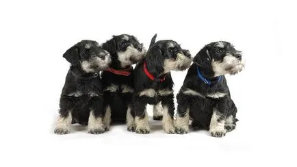 câine Schnauzer descriere rasă, fotografii, prețul de pui, comentarii
