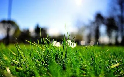 Vis vis interpretare a ceea ce iarba verde