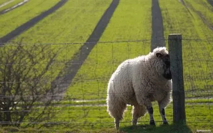 ovine și caprine Funny poze amuzante de capre și oi, fotografii, desene, distractie cu berbeci sau vesele (capre) ovine și caprine poze amuzante de capre și oi, fotografii, desene, distractie cu berbeci sau distracție Funny