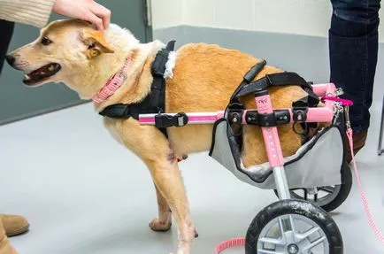 Câine fără picioarele din spate este izbitoare în setea sa de viață