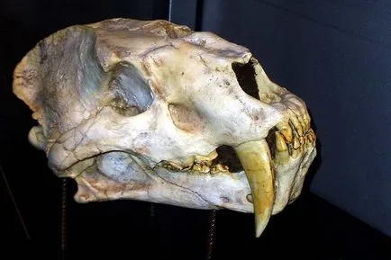 Smilodon și alte pisici cu colți de sabie (smilodon) Smilodon pisici dintat saber și alte