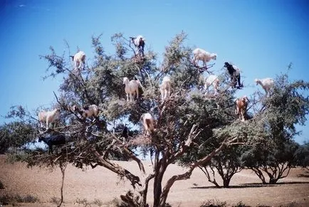 ovine și caprine haioase poze haioase de capre și oi, fotografii, desene, distractie cu berbeci sau distracție (imagini) ovine și caprine poze amuzante de capre și oi, fotografii, desene, distractie cu berbeci sau distracție Funny