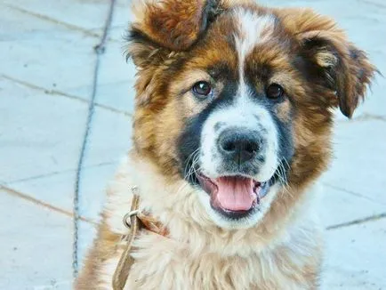 Dog - acest lucru nu este sensul vieții, dar din cauza aceasta - viața dobândește o semnificație specială (dar din cauza asta. - viața dobândește o semnificație specială) Dog - acest lucru nu este sensul vieții, dar din cauza aceasta - viața dobândește o semnificație specială