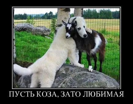 ovine și caprine Funny poze amuzante de capre și oi, fotografii, desene, distractie cu berbeci sau vesele (capre) ovine și caprine poze amuzante de capre și oi, fotografii, desene, distractie cu berbeci sau distracție Funny