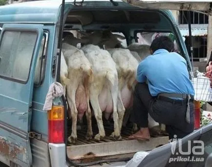 ovine și caprine Funny poze amuzante de capre și oi, fotografii, desene, distractie cu berbeci sau vesele (capre) ovine și caprine poze amuzante de capre și oi, fotografii, desene, distractie cu berbeci sau distracție Funny