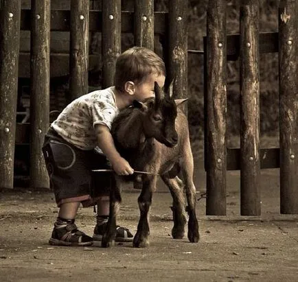 ovine și caprine haioase poze haioase de capre și oi, fotografii, desene, distractie cu berbeci sau distracție (distractive) ovine și caprine poze amuzante de capre și oi, fotografii, desene, distractie cu berbeci sau distracție Funny