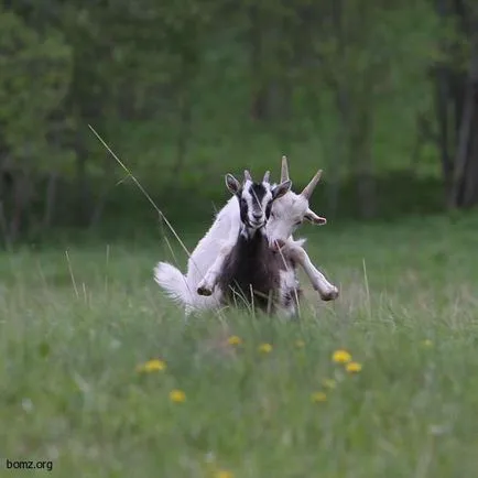 ovine și caprine Funny poze amuzante de capre și oi, fotografii, desene, distractie cu berbeci sau vesele (capre) ovine și caprine poze amuzante de capre și oi, fotografii, desene, distractie cu berbeci sau distracție Funny