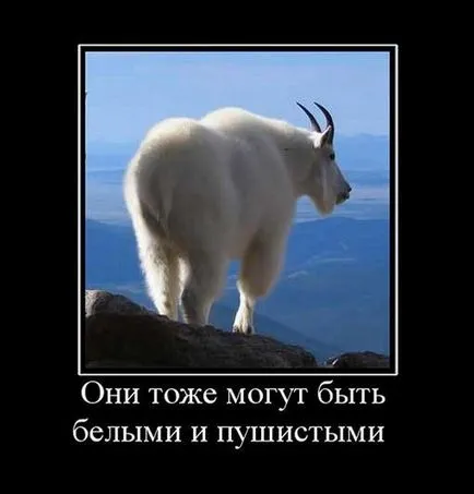 ovine și caprine haioase poze haioase de capre și oi, fotografii, desene, distractie cu berbeci sau distracție (distractive) ovine și caprine poze amuzante de capre și oi, fotografii, desene, distractie cu berbeci sau distracție Funny