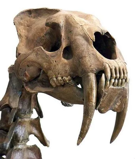 Smilodon pisici dintat saber și altele (altele) Smilodon pisici dintat saber și alte