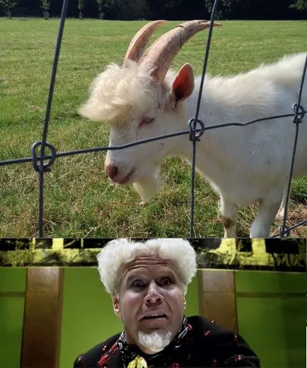 ovine și caprine Funny poze amuzante de capre și oi, fotografii, desene, distractie cu berbeci sau vesele (capre) ovine și caprine poze amuzante de capre și oi, fotografii, desene, distractie cu berbeci sau distracție Funny