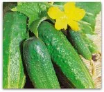 soiuri de castravete