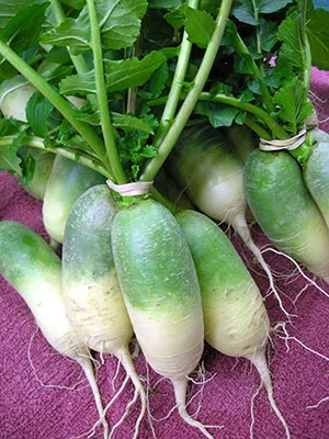 Datele de plantare, îngrijire, cultivarea de video ridiche Margelan (ridiche) Datele de plantare, îngrijire, cultivarea de ridiche video de Margelan
