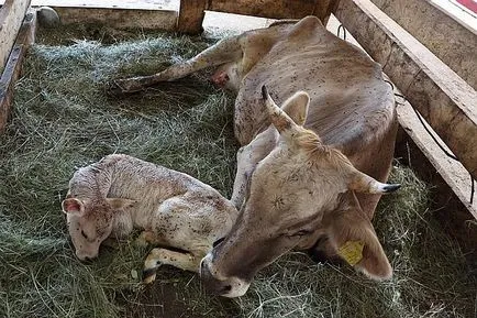 Durata sarcinii la vaci - cât de multe luni o vacă de vițel ursi
