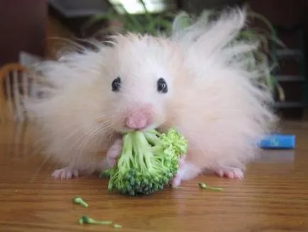 Sfat proprietarului, mănâncă de hamster