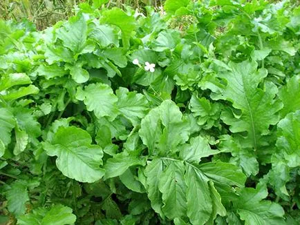 Datele de plantare, îngrijire, cultivarea de film ridiche Margelan (Margelan ridiche de plante) Datele de plantare, îngrijire, cultivarea de ridiche video de Margelan