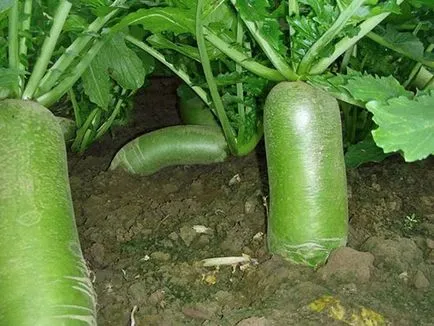 Datele de plantare, îngrijire, cultivarea video ridiche Margelan (Margelan) Datele de plantare, îngrijire, cultivarea de ridiche video de Margelan