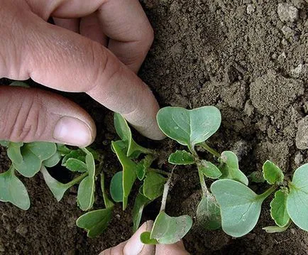 Datele de plantare, îngrijire, cultivarea de video ridiche Margelan (îngrijire) Datele de plantare, îngrijire, cultivarea de ridiche video de Margelan