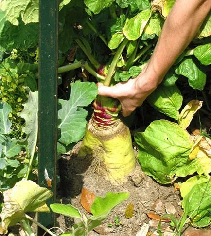 Datele de plantare, îngrijire, cultivarea de film ridiche Margelan (Margelan ridiche de plante) Datele de plantare, îngrijire, cultivarea de ridiche video de Margelan