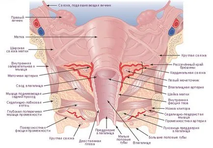 Structura uterului