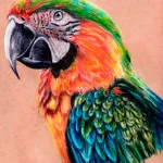 Bird tatuaj sensul fotografii, schițe (foto) Bird tatuaj sensul fotografii, schițe