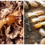 Termitele - Fotografii, descriere muncitori, soldați și termitelor regina (termite) Termitele - fotografii, descriere muncitori, soldați și termitelor regina