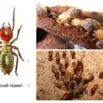 Termitele - Fotografii, descriere muncitori, soldați și termitelor regina (foto) Termitele - fotografii, descriere muncitori, soldați și termitelor regina