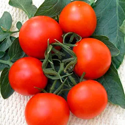 Caracterizarea de tomate verlioka și descrierea soiului, fotografie, de plantare și îngrijire - eteplitsa