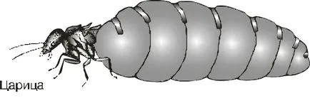 Termitele - un