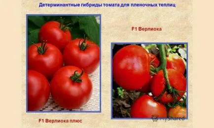 Tomate verlioka comentarii, fotografii, productivitate, localizare, comentarii