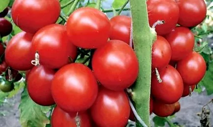 Tomate verlioka comentarii, fotografii, productivitate, localizare, comentarii