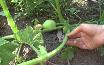 Dovleac - cultivarea și îngrijirea în aer liber, îmi place grădina mea