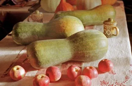 plantare de dovleac și de îngrijire