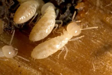 Termitele arata ca, stilul de viață, nutriție, reproducere, colonie de apărare