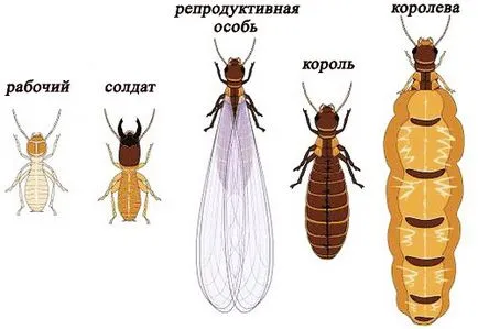 Termitele arata ca, stilul de viață, nutriție, reproducere, colonie de apărare