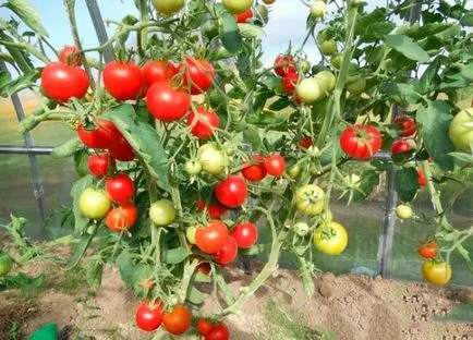 Caracterizarea de tomate verlioka și descrierea soiului, fotografie, de plantare și îngrijire - eteplitsa