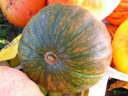 plantare de dovleac și de îngrijire
