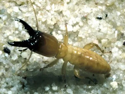 Termitele arata ca, stilul de viață, nutriție, reproducere, colonie de apărare