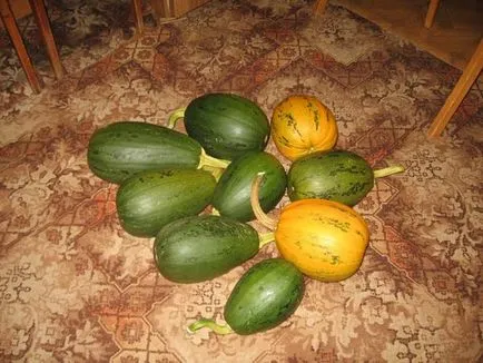plantare de dovleac și de îngrijire