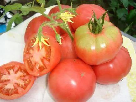 Caracterizarea de tomate verlioka și descrierea soiului, fotografie, de plantare și îngrijire - eteplitsa