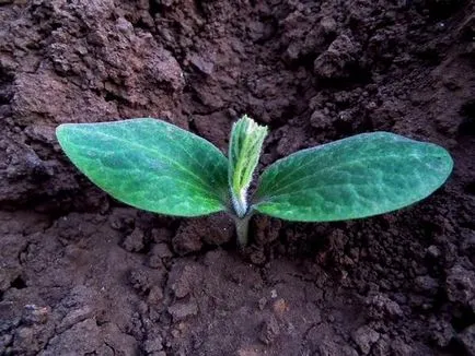 plantare de dovleac și de îngrijire