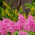 William dulce fotografie, plantare, cultivare, îngrijire