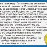 În al treilea rând pleoapelor într-o pisică cauze si tratament in casa cu fotografii, kotizm
